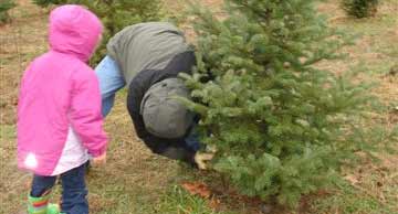 Daddy vs. the Tree